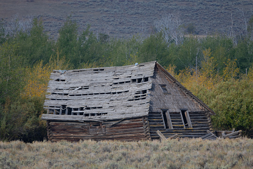 Old broken down log house in western USA, This is in near border of Idaho and Montana in western USA. Nearest towns are West Yellowstone and Bozeman, Montana.