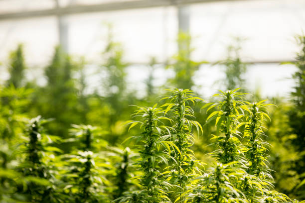 Plants Flowering in Cannabis Farm Greenhouse stock photo