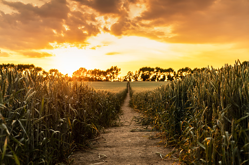 Sunset and clouds over a wheat field with a path to trees on the horizon, journey concept