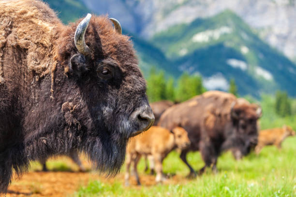 American Bison or Buffalo with calf and herd