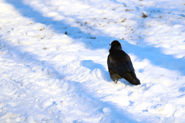 istock View of a crow standing in the snow. 1343315391