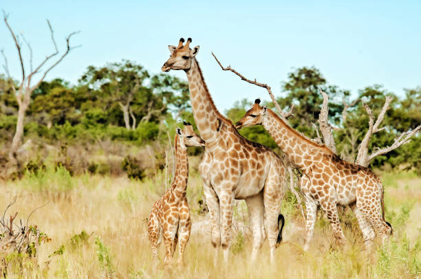 Female giraffe with two calves standing  in the Selinda Wildlife Reserve in the Okavango Delta in Botswana.