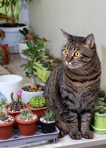 A brown cat is sitting among the house plants on the table. Selective focus. Space for the text.