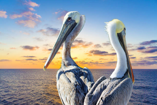 istock A close up of two pelicans facing the Gulf. 1343317542