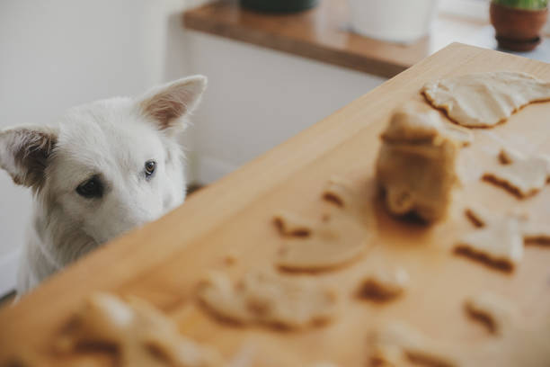 lindo perro blanco mirando la masa de galletas de jengibre en una mesa de madera en una habitación moderna. divertido curioso pastor suizo perrito y galletas navideñas. momento auténtico. preparación para mascotas y vacaciones - pets table animal cheerful fotografías e imágenes de stock