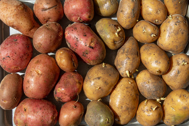 istock sweet potato and normal potato group display from top view 1343328374