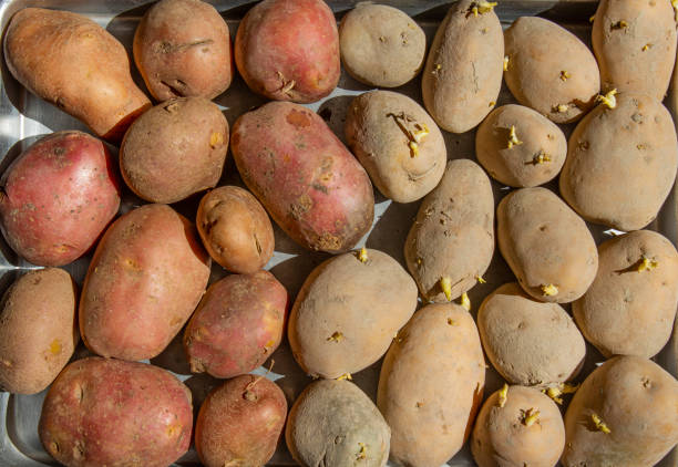 istock sweet potato and normal potato group display from top view 1343328658