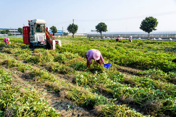 view of peanut plantations in yunlin county, taiwan. - peanut peanut crops plant root imagens e fotografias de stock