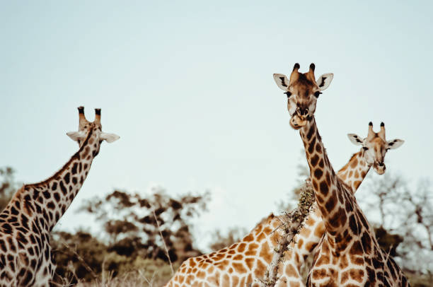 Three giraffes   standing in the Selinda Wildlife Reserve in the Okavango Delta in Botswana.