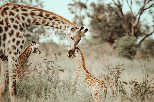 Female giraffe with two calves  standing in the Selinda Wildlife Reserve in the Okavango Delta in Botswana.