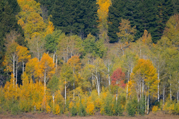 colores otoñales en el oeste de montana usa - idaho beautiful western usa usa fotografías e imágenes de stock