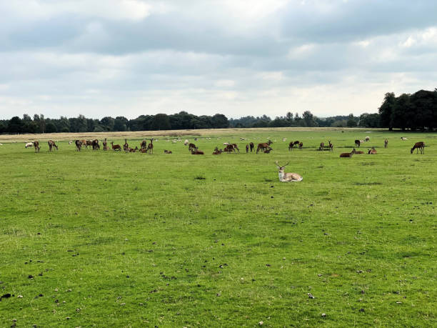 istock A view of a Herd of Deer 1343339505
