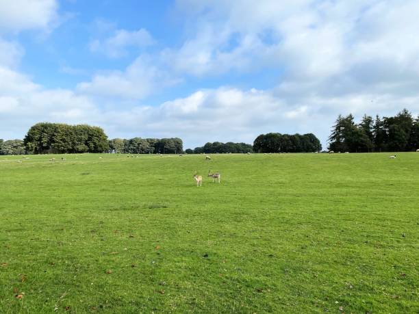 istock A close up of a Pair of Fallow Deer 1343339526
