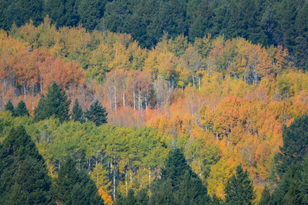 colores otoñales en el oeste de montana usa - idaho beautiful western usa usa fotografías e imágenes de stock