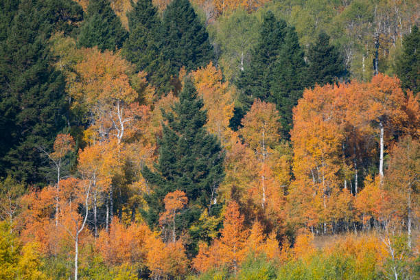 colores otoñales en el oeste de montana usa - idaho beautiful western usa usa fotografías e imágenes de stock