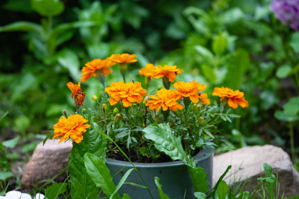 istock Calendula -  the perennial herbaceous plant 1343340189