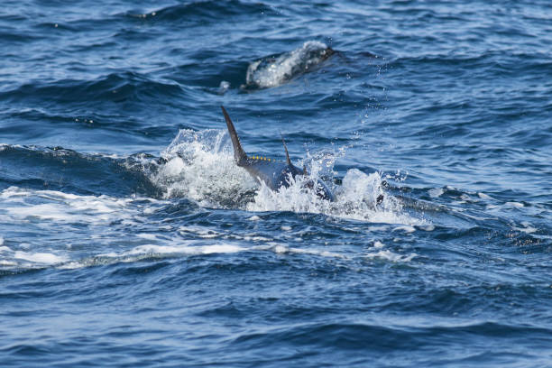 바다에서 블루핀 참치 - fish tuna splashing bluefin tuna 뉴스 사진 이미지