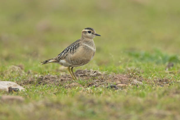 istock Juvenile Dotterel in habitat 1343341314
