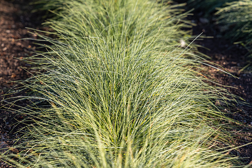 A Beautiful horizontal texture of green and yellow ornamental grass Carex is in a garden in autumn