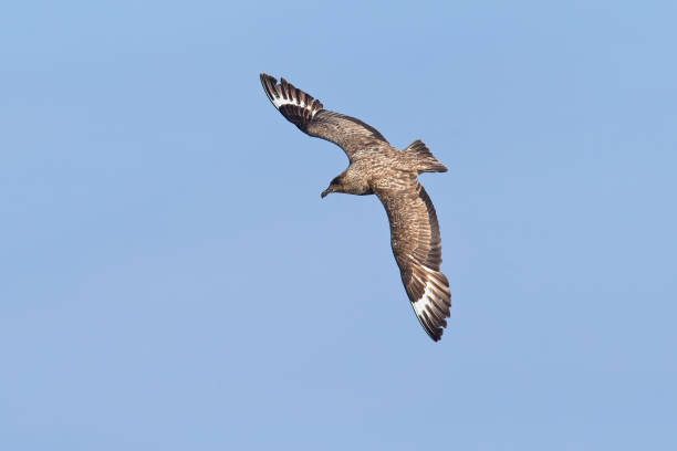 Great Skua in flight against blue sky