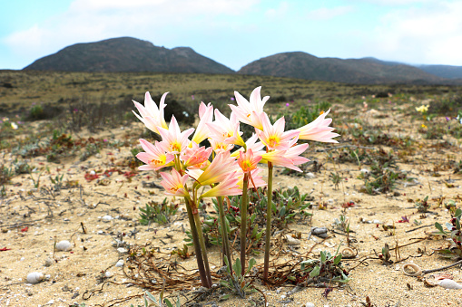 desert flower Añañucas growing showing resilience in a harsh environment, top view