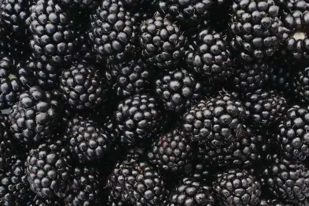 Photo of Fresh Ripe Blackberries. Top view and flat lay