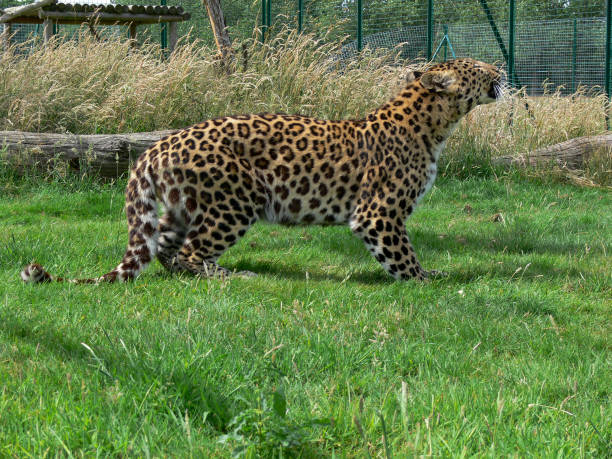 istock Jaguar in a zoo environment 1343344098