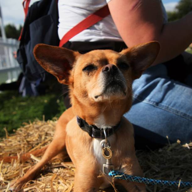 istock A view of a Dog 1343349506