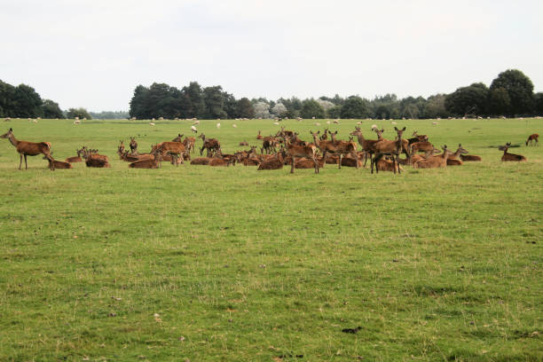 istock A view of a Herd of Red Deer 1343349528
