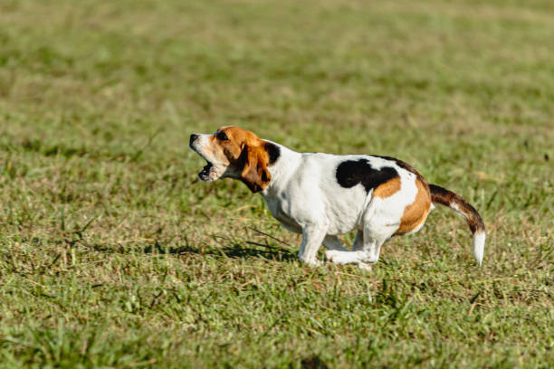 istock Beagle dog running and chasing coursing lure on field 1343349908