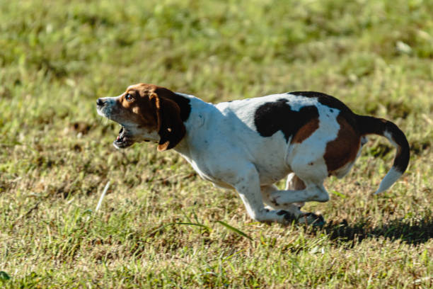 istock Beagle dog running and chasing coursing lure on field 1343349911