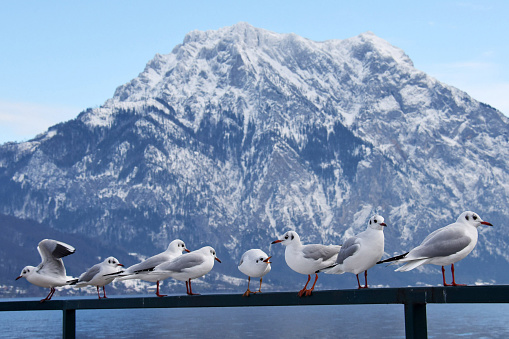 Seagulls in winter on the Traunsee with the Traunstein in the background, Austria, Europe