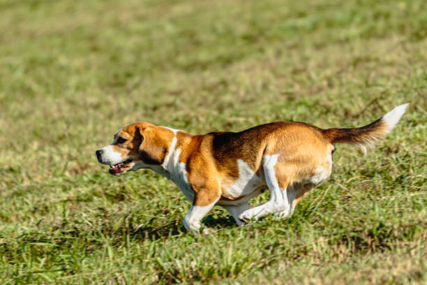 istock Beagle dog running and chasing coursing lure on field 1343349924