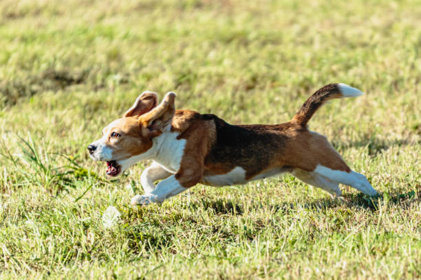 istock Beagle dog running and chasing coursing lure on field 1343349928