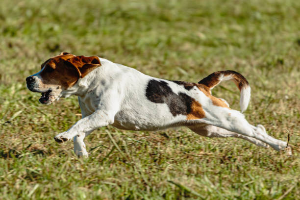 istock Beagle dog running and chasing coursing lure on field 1343349948