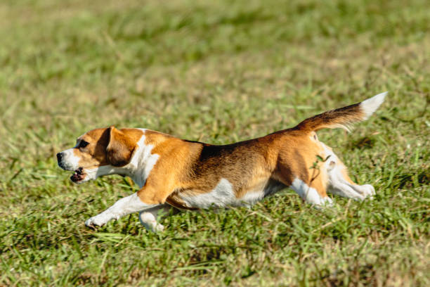 istock Beagle dog running and chasing coursing lure on field 1343349961