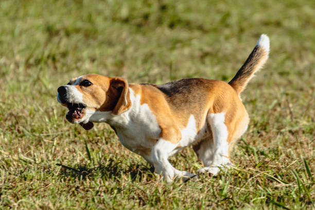 istock Beagle dog running and chasing coursing lure on field 1343349996