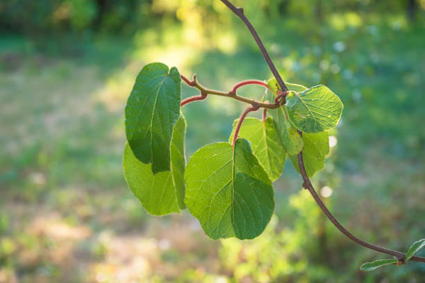 Kiwi twig with green leaves close up, organic farming