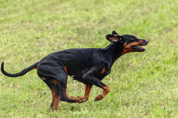 istock Dobermann dog running and chasing coursing lure on field 1343350109