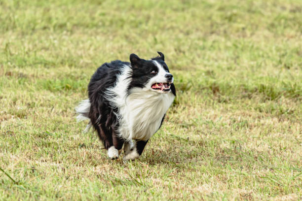 istock Border collie dog running and chasing coursing lure on field 1343350124