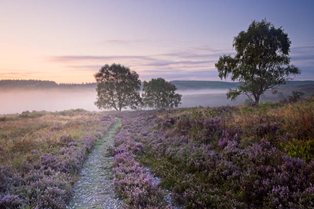 heath no nascer do sol da névoa - staffordshire - fotografias e filmes do acervo