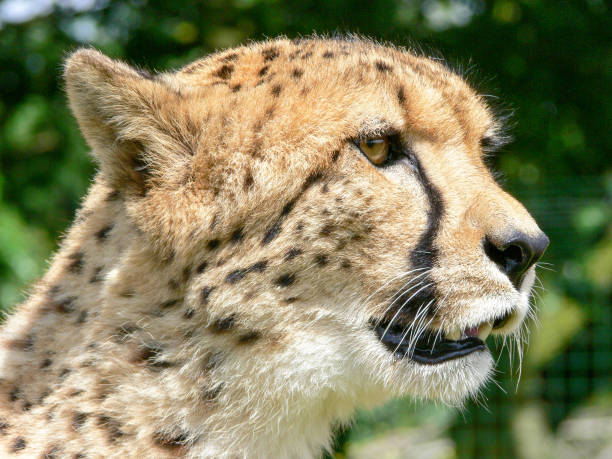 istock A cheetah in a zoo environment 1343353586