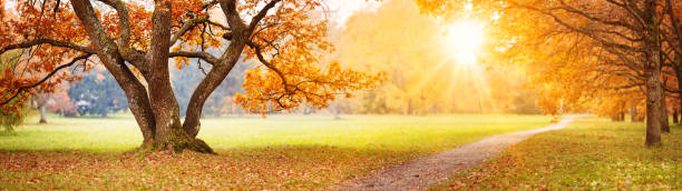 hermoso roble en el parque otoñal - otoño fotografías e imágenes de stock