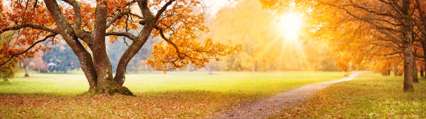 Beautiful oak tree in the autumnal park Beautiful oak tree in the autumnal park. Panoramic view of the natural park in autumn. early fall stock pictures, royalty-free photos & images