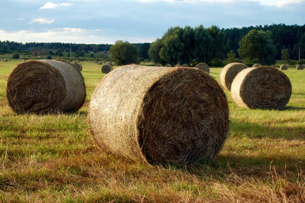 istock Hay roll on a meadow on a summer day with on a cloudy sky. 1343356034