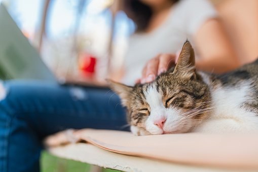A Close-up photo of a young woman is using a laptop and stroking her cat while her cat taking a nap next to her in the backyard at home.