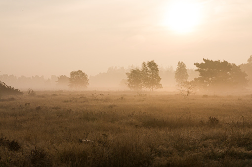 Sunrise on a misty morning over shrublands, Veluwe, the Netherlands