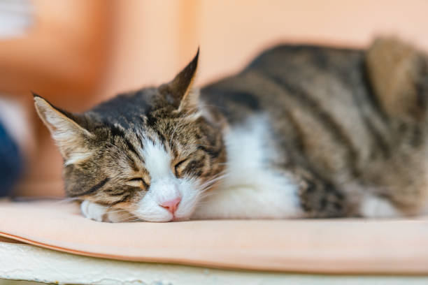 自宅の裏庭でペットの飼い主の隣で昼寝をしている飼い猫の肖像画