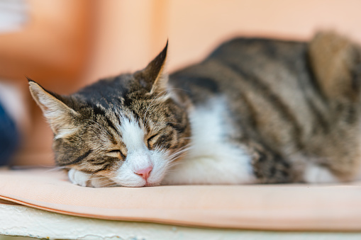 A portrait of a domestic cute cat taking a nap next to its pet owner in the backyard at home.