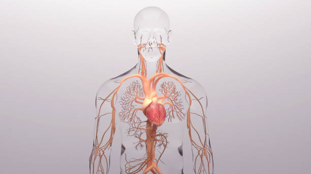 corazón humano, representación en 3d, ilustración médicamente precisa de la anatomía del corazón humano con sistema venoso - human heart physical pressure arterial doctor fotografías e imágenes de stock